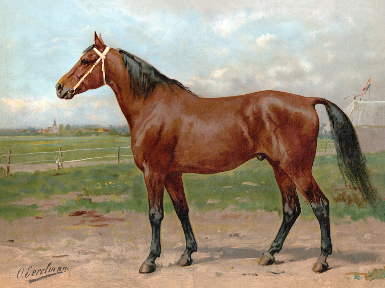 Otto Eerelman Horse Breeds